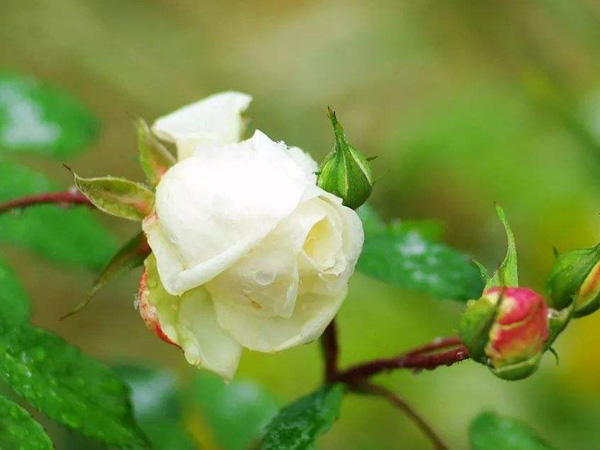 冬天里的白玫瑰