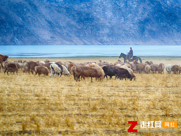 可可托海的牧羊人