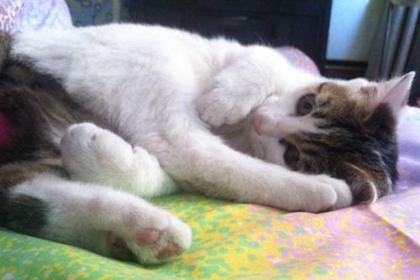 ��è�����˿����� Ϊʲô˵���˲�����è��ʲô���