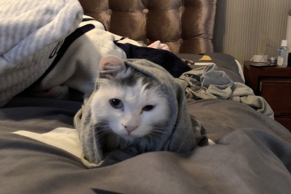 ��è�����˿����� Ϊʲô˵���˲�����è��ʲô���