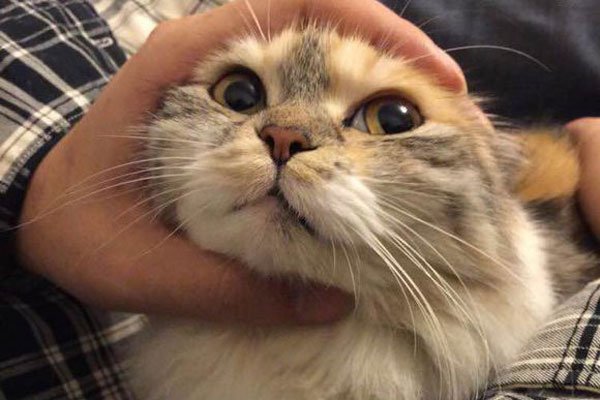 ��è�����˿����� Ϊʲô˵���˲�����è��ʲô���