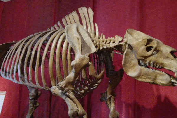 �������޳��޸� Ϊ���Լ����溢��һ�������ٵ�