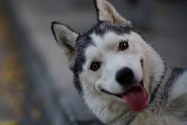 ��ʿ���ЦͼƬ ȫ�����˱Ƚϸ�ЦƽʱҲ����