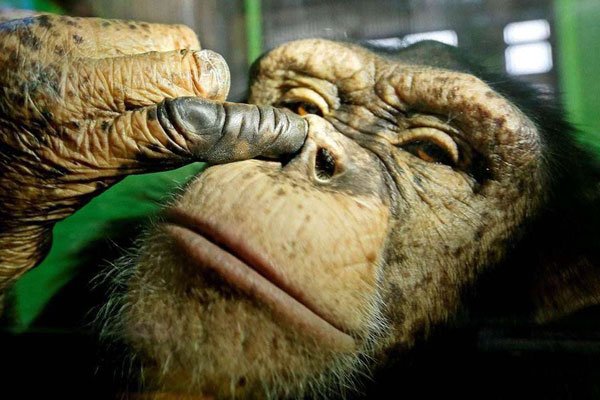 吃鼻屎的人是缺什么 补钙都不用钙片真省钱