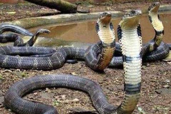 1983�����ֵ�����û�� ��ʱ���׷�����ʲô�ֲ�������