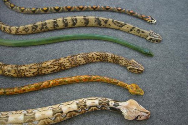 1983�����ֵ�����û�� ��ʱ���׷�����ʲô�ֲ�������