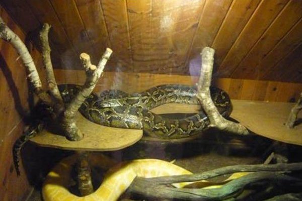 1983�����ֵ�����û�� ��ʱ���׷�����ʲô�ֲ�������