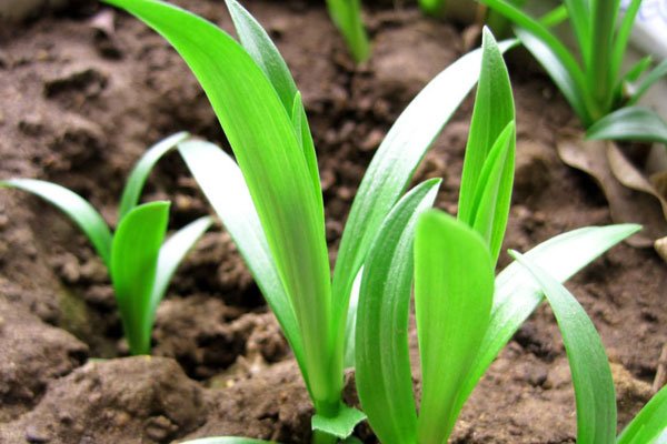 ������ʲô��˼ һ����˵���˷�����