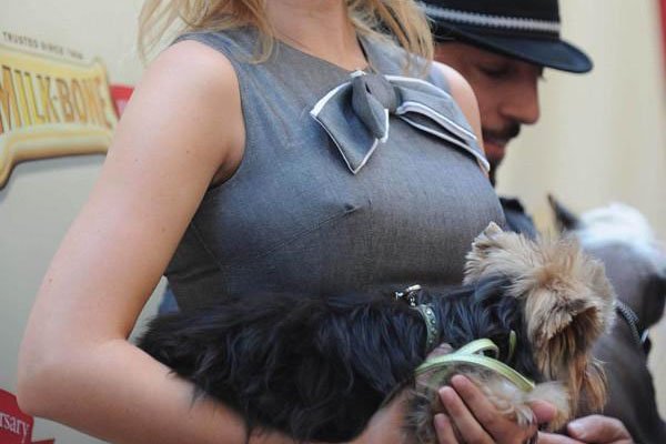 伊万卡胸部多大 大到成为国家保护稀有物种