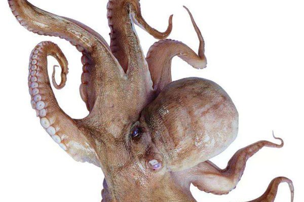 ��צ�㲻ȥ������Գ��� ��צ���ī֭�����ж�ǿ