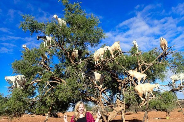 张紫妍羊上树怎么回事 刁难蹂躏女性的身体