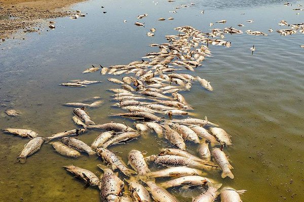 据说是捡死鱼子,一个隐晦的长沙俚语,一个情欲的象征符号.