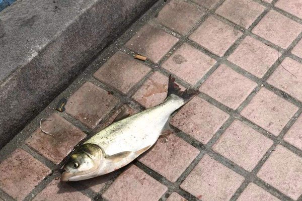 酒吧捡死鱼什么意思 和靠不住的人一定不要去酒吧