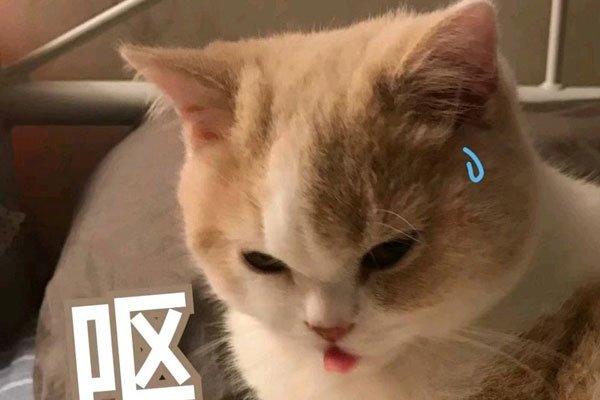 �����������Ƕ������� ���߹ۿ�������Ƶһ���м���