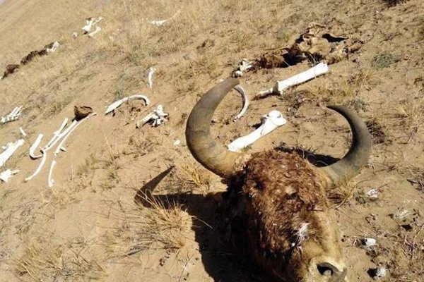 1979年昆仑山事件 僵尸出现在昆仑山