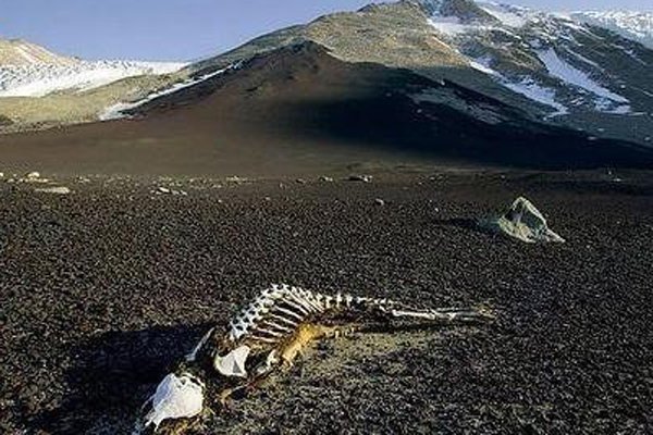 1979������ɽ�¼� ��ʬ����������ɽ