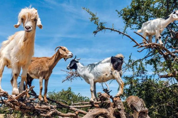 ������ʲô��˼ ������Ѷ�ϵ���ǳ���