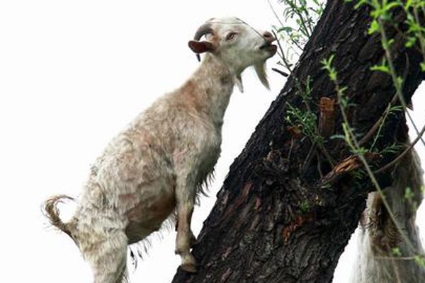 ������ʲô��˼ ������Ѷ�ϵ���ǳ���
