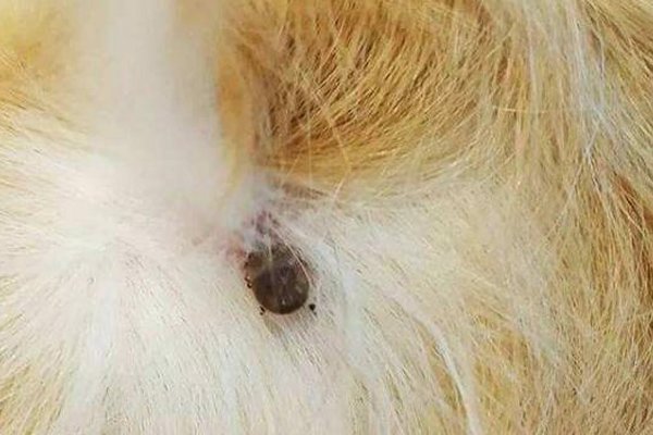 蜱虫狗怎么治疗 有专门杀死虫子的药