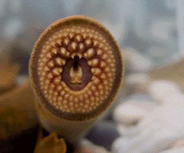 ����ָ��ʲô������ô�γɵ� ̫���ľ�Ȼ���˻�����