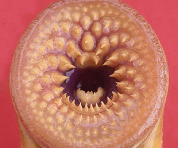 ����ָ��ʲô������ô�γɵ� ̫���ľ�Ȼ���˻�����