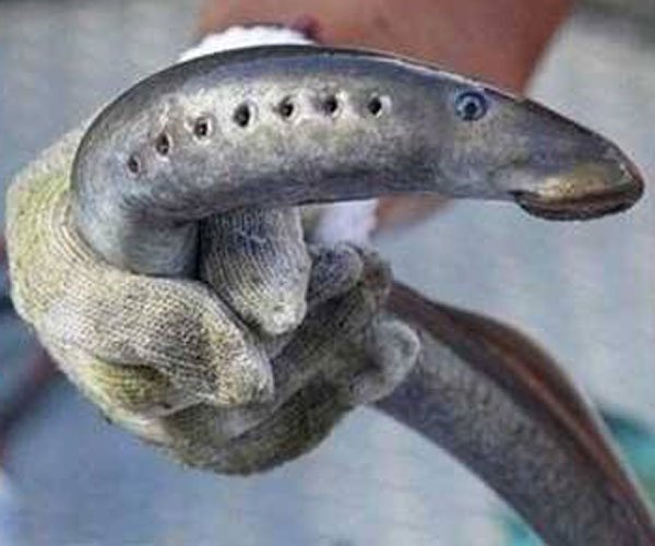 ����ָ��ʲô������ô�γɵ� ̫���ľ�Ȼ���˻�����