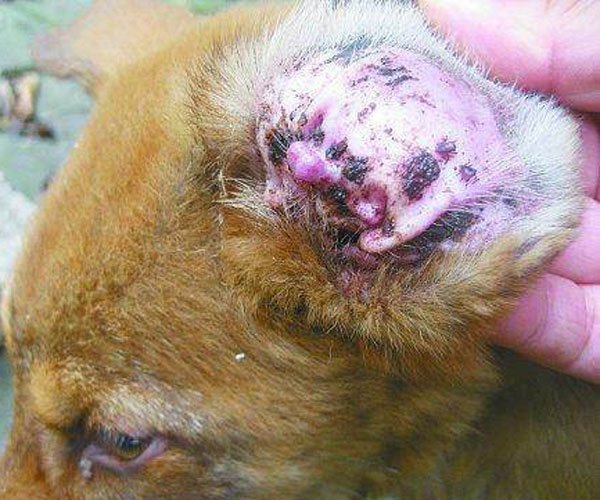 ��湷����ͼƬ ��������������˼��׼����