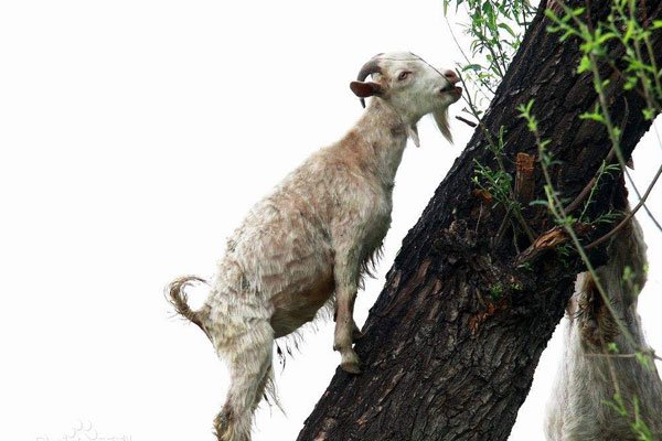 韩国羊上树什么意思 张紫妍到底是经历了多少虐待