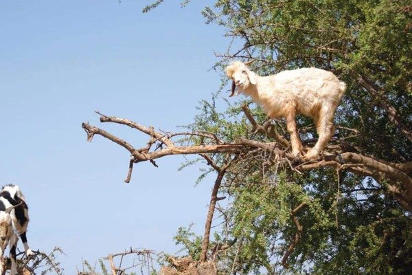 韩国羊上树什么意思 张紫妍到底是经历了多少虐待