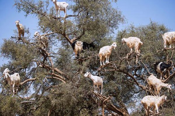 ����������ʲô��˼ �����������Ǿ����˶���Ű��