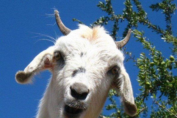 ����������ʲô��˼ �����������Ǿ����˶���Ű��