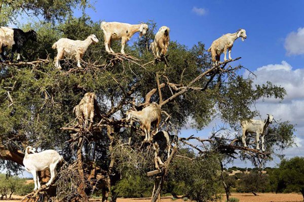 ����������ʲô��˼ �����������Ǿ����˶���Ű��