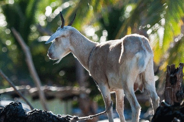 ����������ʲô��˼ �����������Ǿ����˶���Ű��