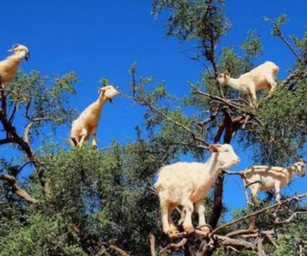 ���������淨��ĺ�ʹ���� ��������ɶ��˼