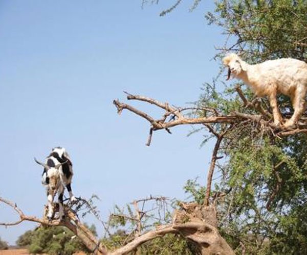 ���������淨��ĺ�ʹ���� ��������ɶ��˼