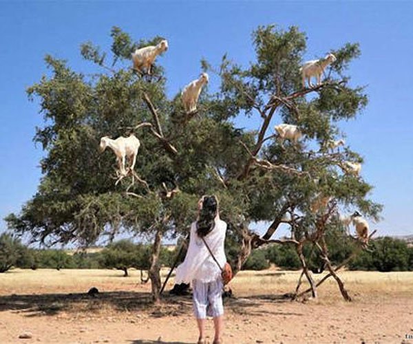 ���������淨��ĺ�ʹ���� ��������ɶ��˼