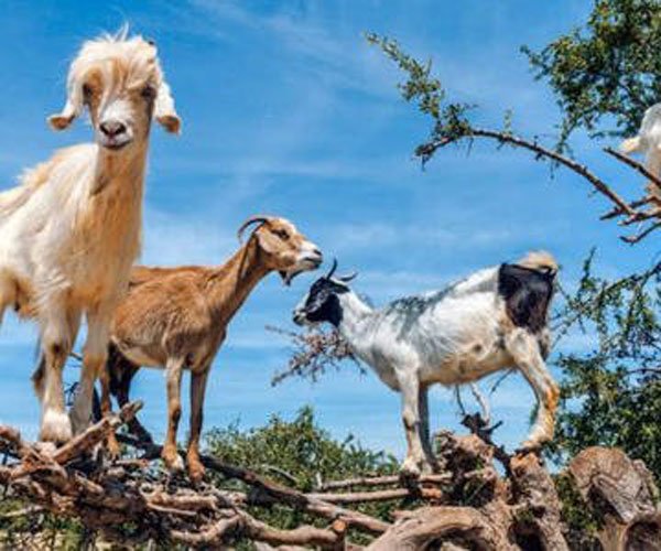 ���������淨��ĺ�ʹ���� ��������ɶ��˼