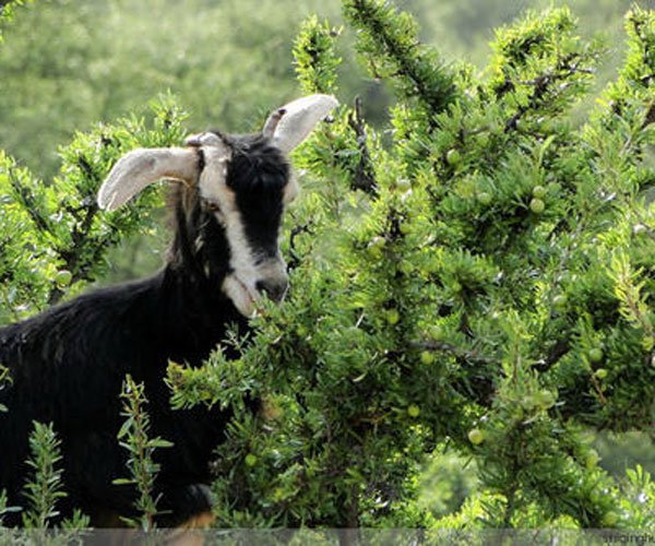 ���������淨��ĺ�ʹ���� ��������ɶ��˼