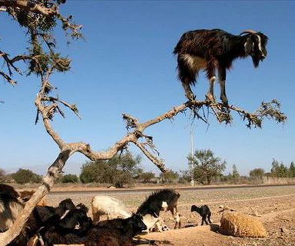 ���������淨��ĺ�ʹ���� ��������ɶ��˼