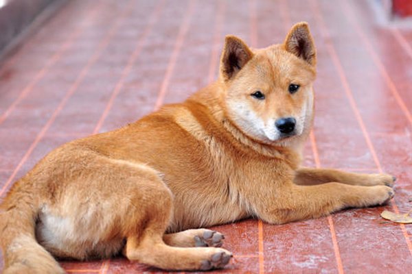 ��湷���������Ƭ ��ʬ�������ãã