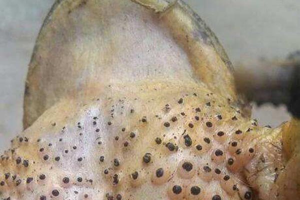 有密集恐惧症,那么强烈的建议你不要看关于玉米男孩和芝麻女孩的故事