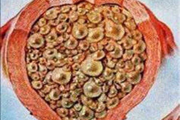 ����̥��ʲô����� �ܲ�����ǰ��������������