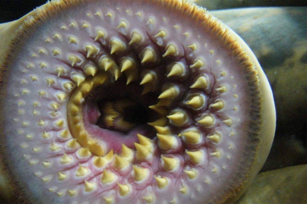 ����ָ�ֲ�ͼƬ ��ָ���Ŀ���ڲ�PS��һ��