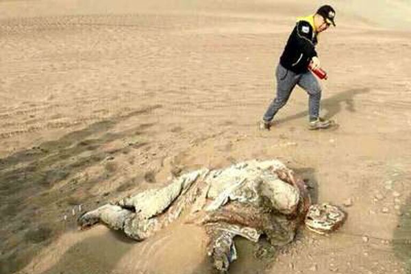 �޲������й�ʲô�ط� �޲��������������¼�