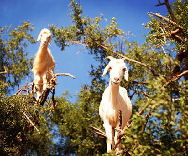 �������淨��ɶ ����׼����˾��Ҫ������