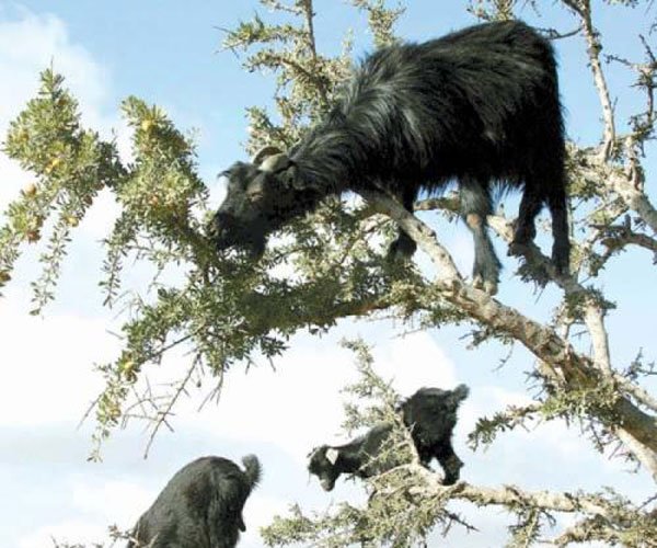 �������淨��ɶ ����׼����˾��Ҫ������