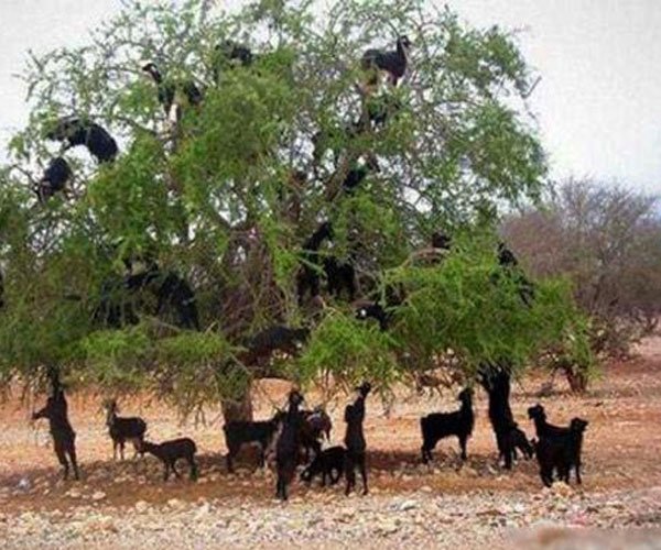 �������淨��ɶ ����׼����˾��Ҫ������