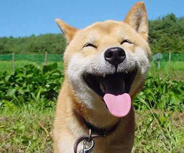 ΢Ц�����붯̬ԭͼ ��С��������溦��è