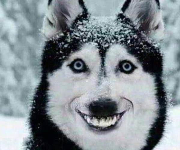 ΢Ц�����붯̬ԭͼ ��С��������溦��è