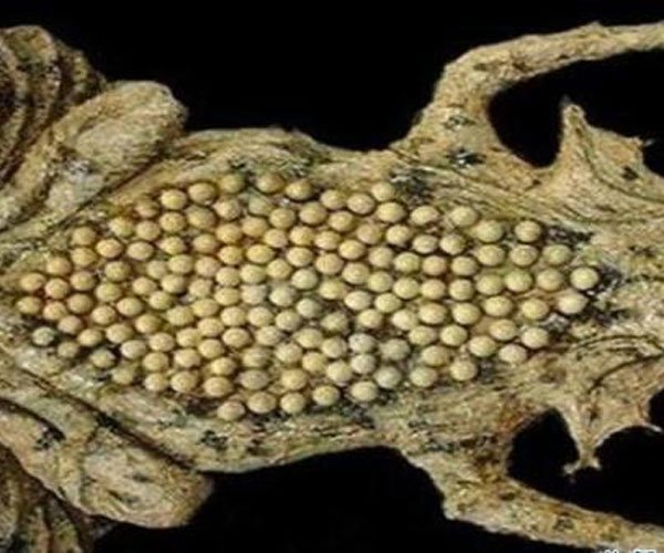 琵琶蟾蜍跳水失败 不要怪别人恶心是你好奇心太强了